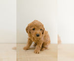 Small Miniature Labradoodle