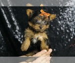 Small #2 Yorkshire Terrier