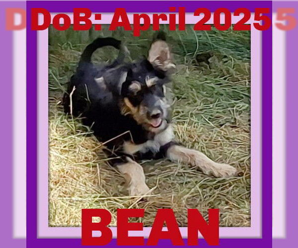 Medium Photo #3 Mutt Puppy For Sale in Sebec, ME, USA