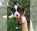 Image preview for Ad Listing. Nickname: Brin