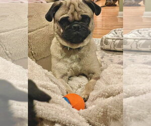 Sammy - Male Pug Dog for Adoption - Photo #3