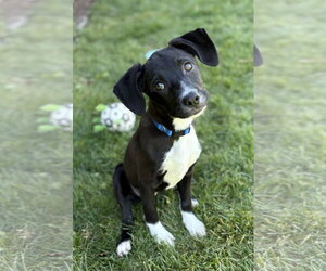Mutt Dogs for adoption in Sandy, UT, USA