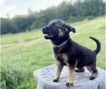 Small #7 German Shepherd Dog