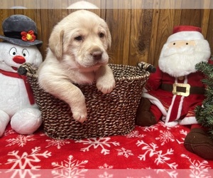 Labrador Retriever Puppy for Sale in NEOLA, West Virginia USA