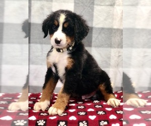 Bernese Mountain Dog Puppy for sale in DUNDEE, OH, USA