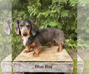 Father of the Dachshund puppies born on 05/28/2025