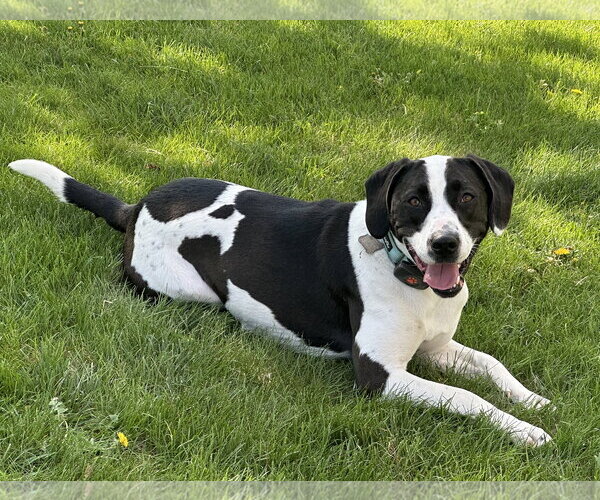 Medium Photo #8 Mutt Puppy For Sale in Harrisburg, PA, USA