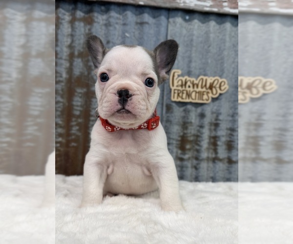Medium Photo #1 French Bulldog Puppy For Sale in ALBERT CITY, IA, USA