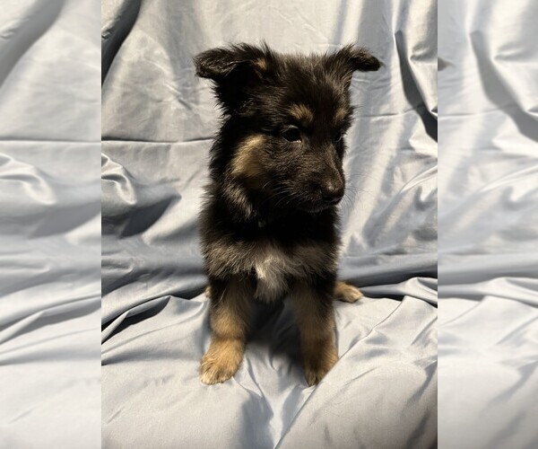 Medium Photo #1 German Shepherd Dog Puppy For Sale in JACKSONVILLE, FL, USA