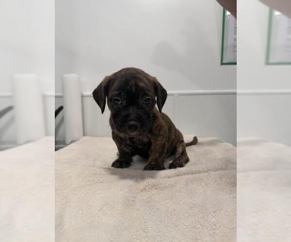 Medium Photo #1 Mutt Puppy For Sale in Redlands, CA, USA