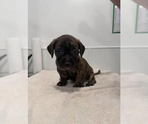 Mutt Dogs for adoption in Redlands, CA, USA
