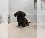Small Mutt
