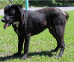Small Photo #3 Labrador Retriever-Unknown Mix Puppy For Sale in Prattville, AL, USA