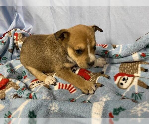 Medium Photo #1 Mutt Puppy For Sale in Modesto, CA, USA