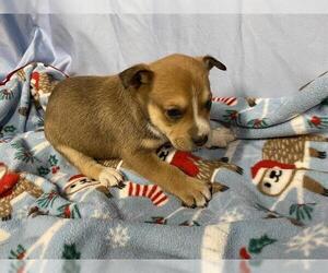 Mutt Dogs for adoption in Modesto, CA, USA