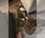 Small #14 Miniature Australian Shepherd