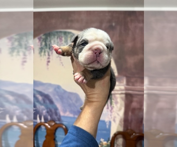 Medium Photo #7 English Bulldog Puppy For Sale in OOLOGAH, OK, USA