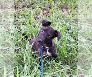 Dachshund-Unknown Mix Dogs for adoption in Missouri City, TX, USA