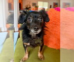 Small #2 Chiweenie