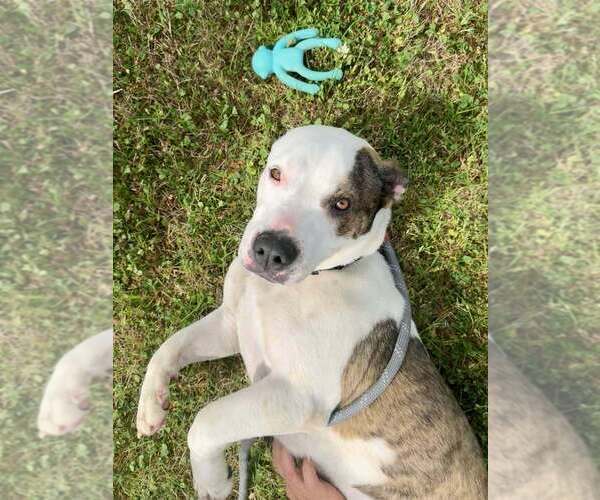 Medium Photo #2 Mutt Puppy For Sale in Abbeville, LA, USA