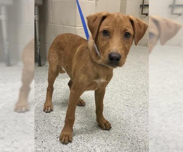 Medium Photo #1 Labrador Retriever-Unknown Mix Puppy For Sale in Conroe, TX, USA