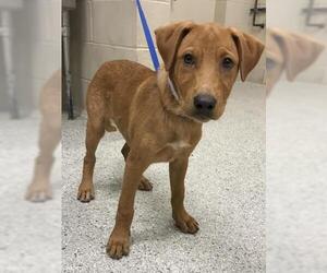 Labrador Retriever-Unknown Mix Dogs for adoption in Conroe, TX, USA