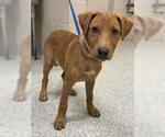 Small Labrador Retriever Mix