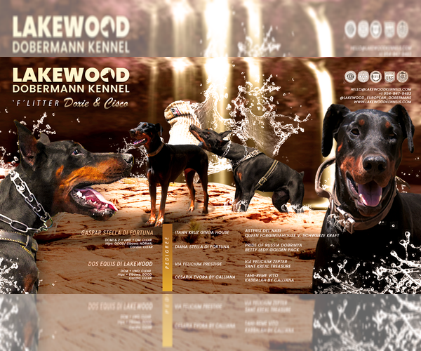Medium Photo #1 Doberman Pinscher Puppy For Sale in FORT LAUDERDALE, FL, USA