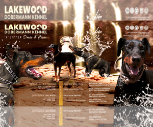 Doberman Pinscher Litter for sale in FORT LAUDERDALE, FL, USA