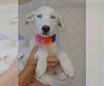 Small Great Pyrenees Mix