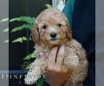 Small #1 Poodle (Miniature)
