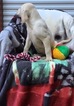 Small Photo #10 Labrador Retriever Puppy For Sale in BARNESVILLE, GA, USA