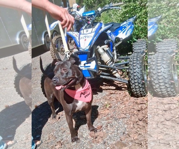 Medium Photo #6 American Pit Bull Terrier-Unknown Mix Puppy For Sale in Germantown, OH, USA