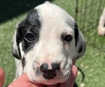 Puppy Puppy 4 Dalmatian
