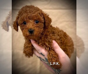 Poodle (Toy) Puppy for sale in WINNSBORO, LA, USA
