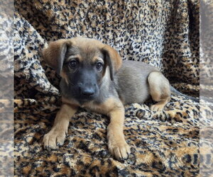 Carolina - Female Texas Heeler-Unknown Mix Dog for Adoption - Photo #3