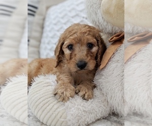 Goldendoodle Puppy for sale in NORTH LAWRENCE, OH, USA