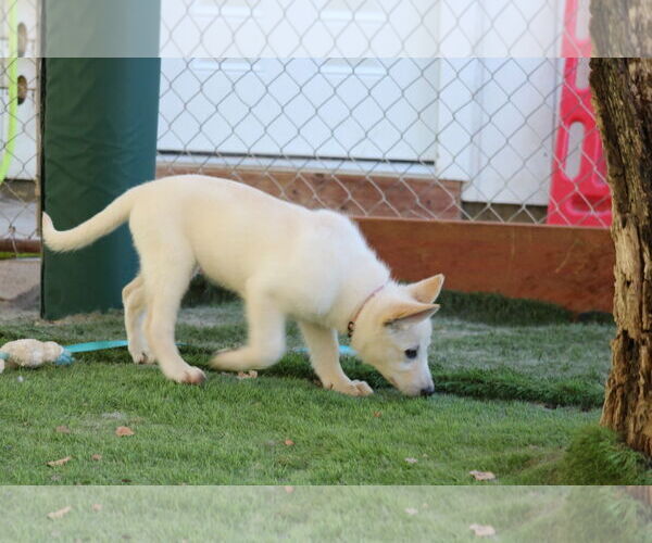 Medium Photo #3 German Shepherd Dog Puppy For Sale in San Diego, CA, USA