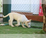 Small #2 German Shepherd Dog