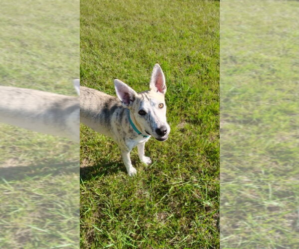 Medium Photo #3 Siberian Husky-Unknown Mix Puppy For Sale in New London, WI, USA
