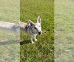Small #2 Siberian Husky Mix