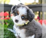 Small Miniature Australian Shepherd