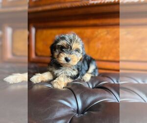Yorkshire Terrier Puppy for sale in LADSON, SC, USA