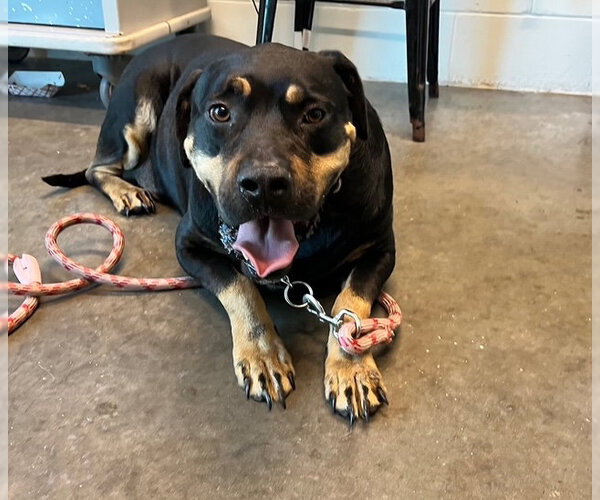 Medium Photo #1 Black and Tan Coonhound-Rottweiler Mix Puppy For Sale in Tavares, FL, USA
