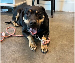 Black and Tan Coonhound-Rottweiler Mix Dogs for adoption in Tavares, FL, USA