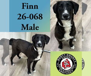 Australian Shepherd-Unknown Mix Dogs for adoption in Georgetown, KY, USA