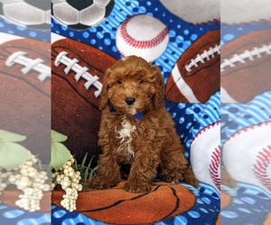 Cock-A-Poo Puppy for sale in KIRKWOOD, PA, USA