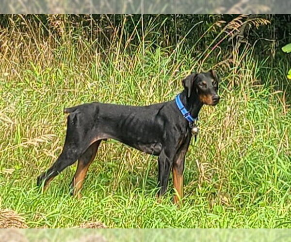 Medium Photo #8 Doberman Pinscher Puppy For Sale in Minneaoplis, MN, USA