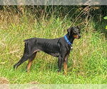 Small #7 Doberman Pinscher
