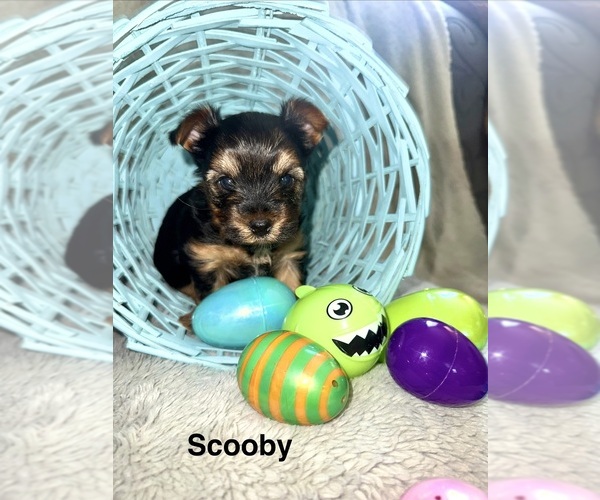 Medium Photo #1 Yorkshire Terrier Puppy For Sale in OLATHE, KS, USA